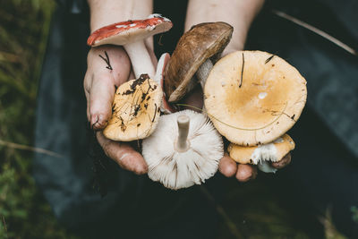 Close-up of hand holding mushrooms on field