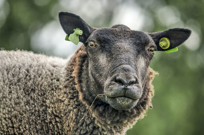 Black sheep looking in camera against a green blurred background