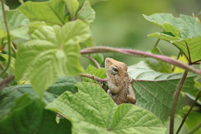 Close-up of insect on leaves