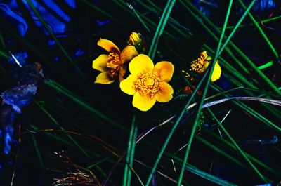 Close-up of yellow flowers blooming outdoors