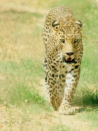 Leopard walking on grassy field