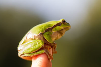 A beautiful green frog in summer