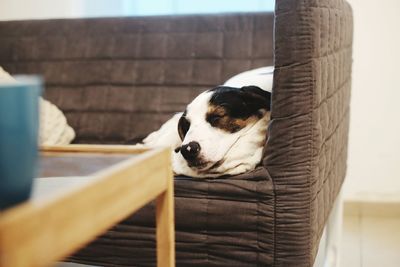 Close-up of dog relaxing outdoors