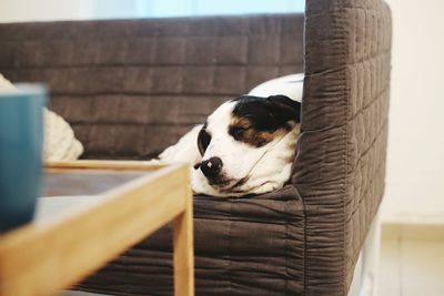 Close-up of dog sleeping on sofa