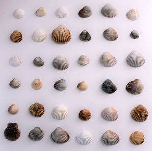 Full frame shot of shells