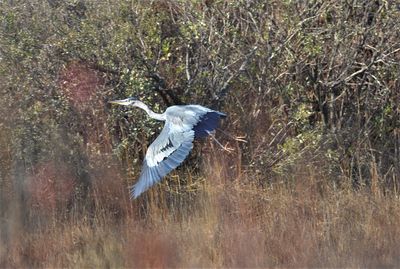 View of a bird flying