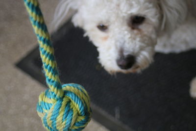 High angle view of west highland white terrier puppy looking at tied knot of rope