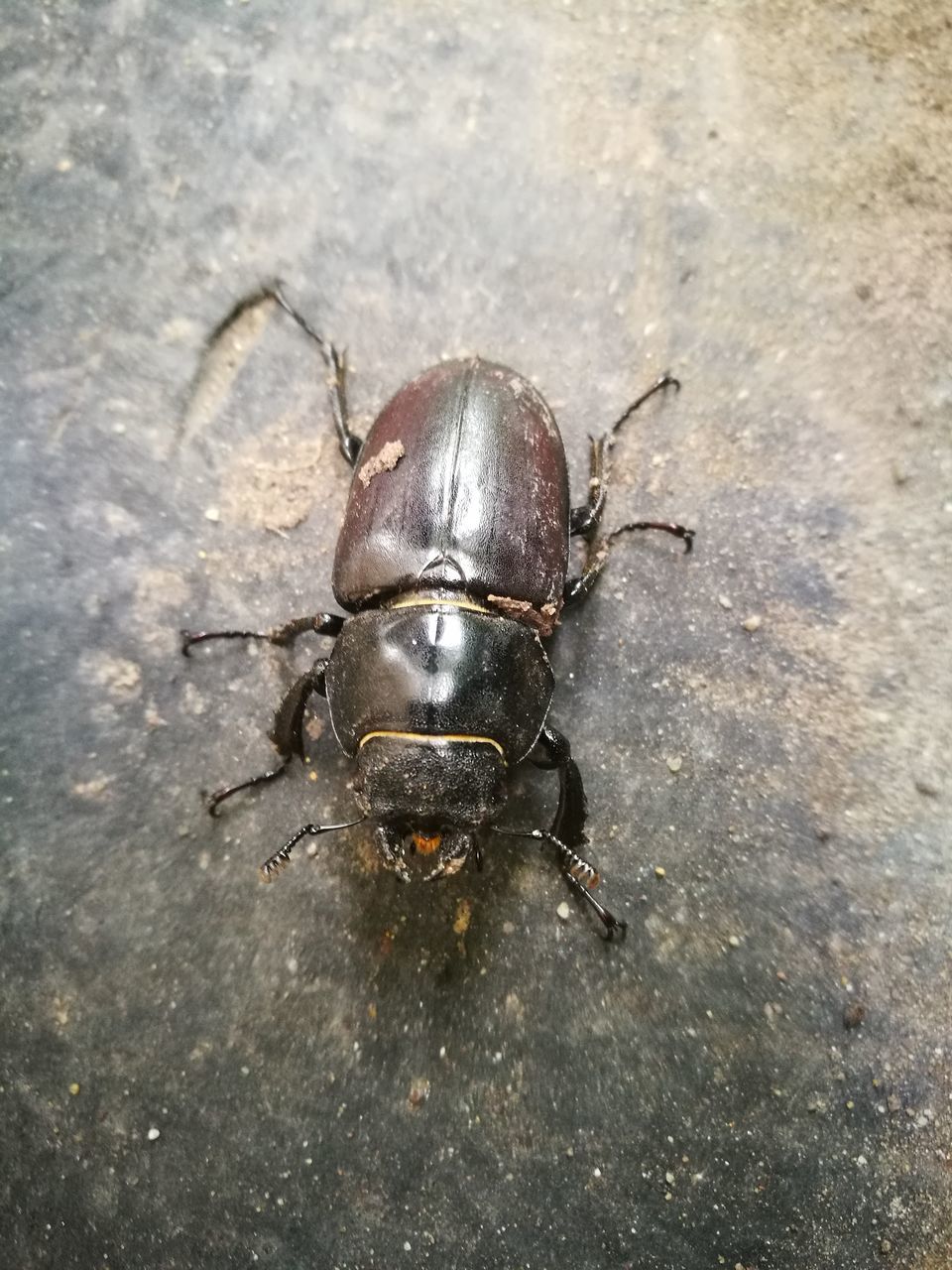 one animal, invertebrate, animal wildlife, animals in the wild, insect, close-up, high angle view, beetle, day, no people, black color, outdoors, zoology, nature, arthropod, flooring, directly above