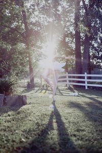 Sunlight streaming through trees on landscape