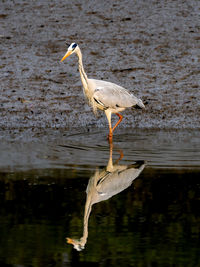 Bird in lake