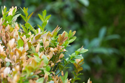 Close-up of green leaves on plant
