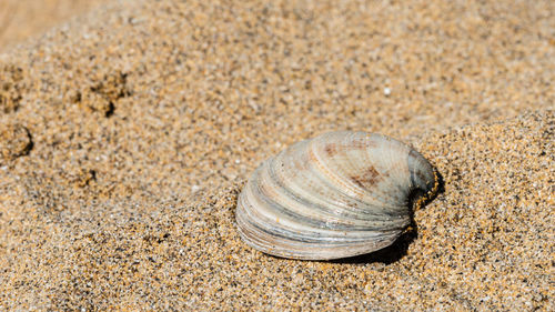 Close-up of seashell on sand