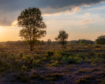 Trees on field against sky during sunset