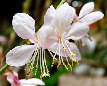 Close-up of white flowers blooming outdoors