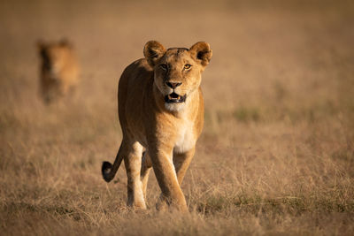 Lioness walks in grass with another behind