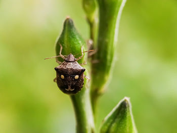 Close-up of insect on flower