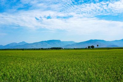 Scenic view of agricultural field against sky