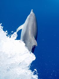 Fish swimming in sea