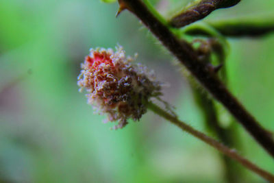 Close-up of flower buds