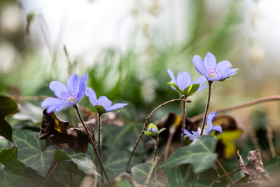 Close-up of purple flowering plant