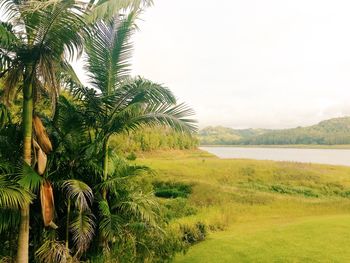 Scenic view of palm trees on landscape against sky