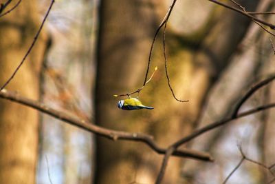 Close-up of bird flying