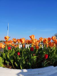 Close-up of orange tulip flowers against clear sky