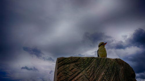 Low angle view of bird perching on rock