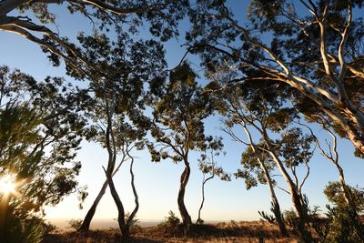 Low angle view of bare trees against sky