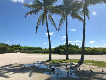 Palm trees on beach against sky