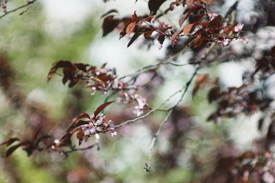 Close-up of cherry blossom tree during autumn