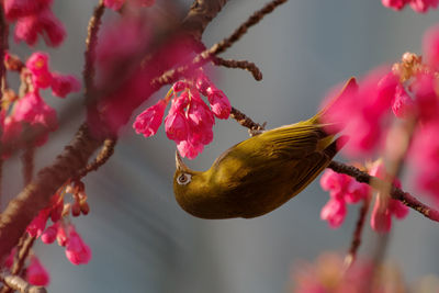 Close-up of bird perching on tree