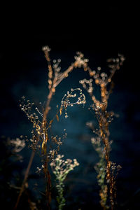 Close-up of frozen plant against sky at night