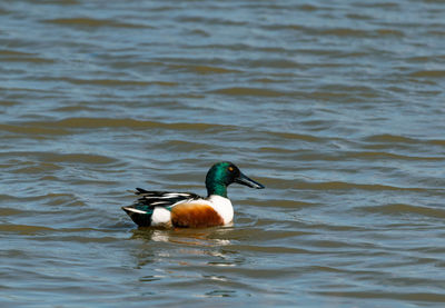 Mallard duck swimming in lake