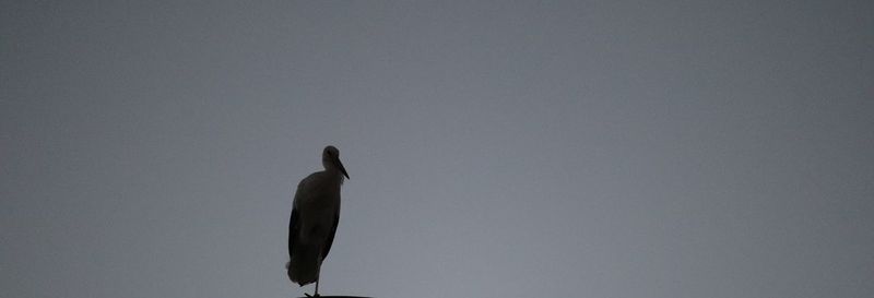 Low angle view of bird perching on the sky