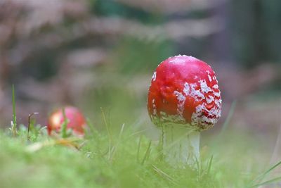 Close-up of fly agaric mushroom on field