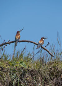 Low angle view of bird perching on plant against sky