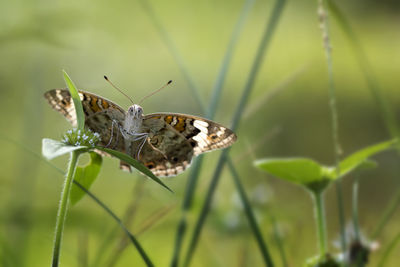 Butterfly on leaf - painted lady vanessa cardui