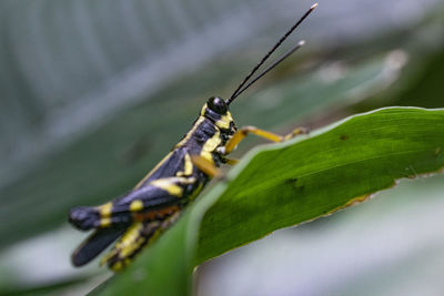 Close-up of insect on leaf