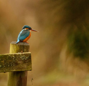 Kingfisher perching on wooden post