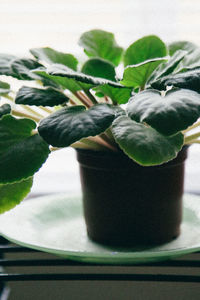 Close-up of plant in vase