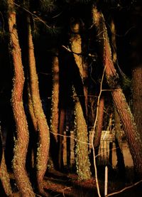 Close-up of tree trunk at night