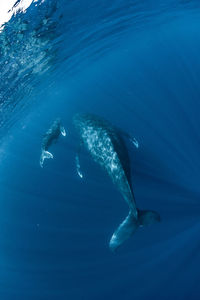 Humpback whale family, wide angle