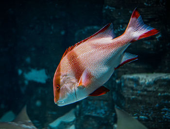 Fish swimming in sea