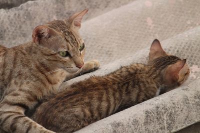 Close-up of ginger cat sitting outdoors