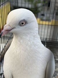 Close-up of a bird