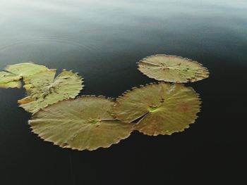 Close-up of leaf on tree