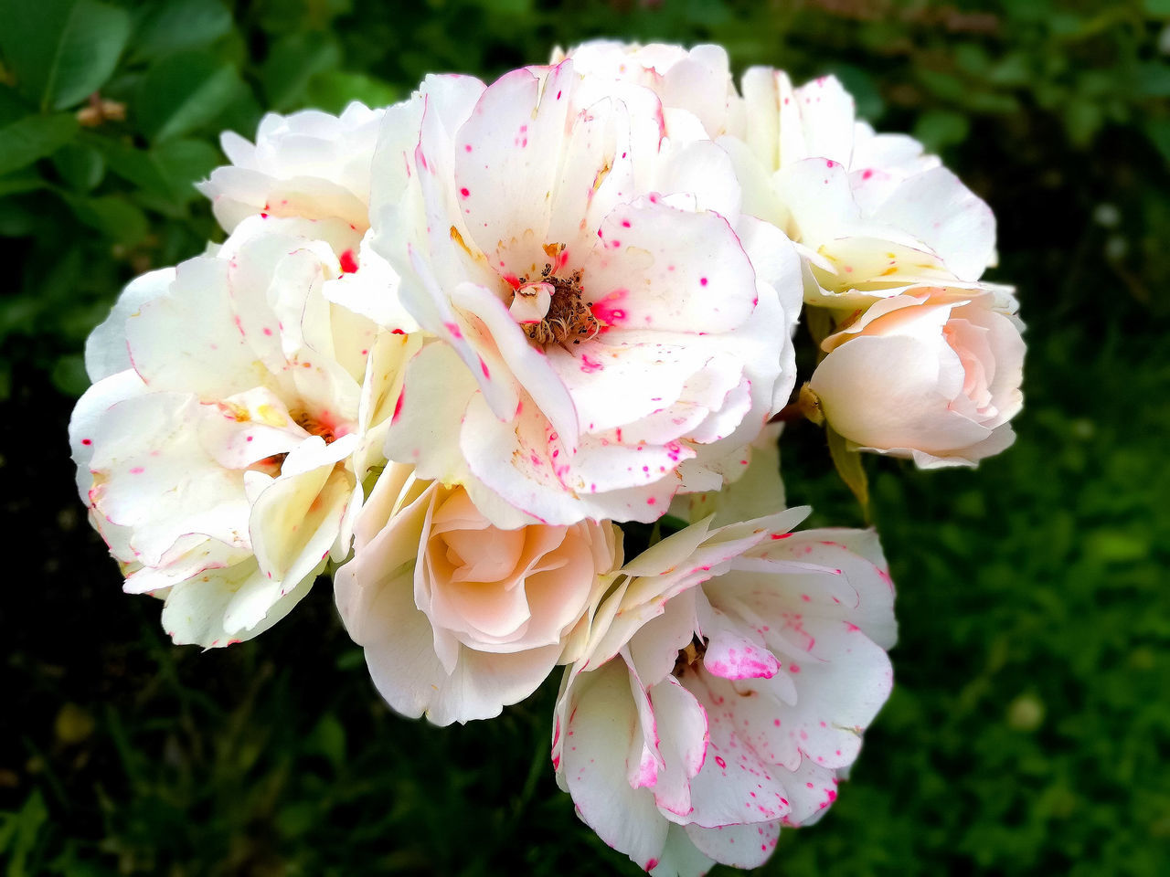 flower, plant, flowering plant, beauty in nature, freshness, petal, fragility, pink, close-up, flower head, inflorescence, blossom, nature, growth, rose, springtime, focus on foreground, no people, garden roses, pollen, botany, white, outdoors, shrub, stamen, day