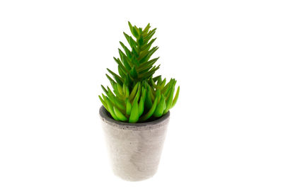 Close-up of potted plant against white background