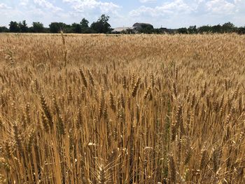 View of stalks in field against sky